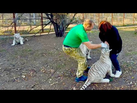 Видео: Один из белых тигрят ВЦЕПИЛСЯ мне В РУКУ, хорошо рядом был Олег Зубков и отогнал тигра!