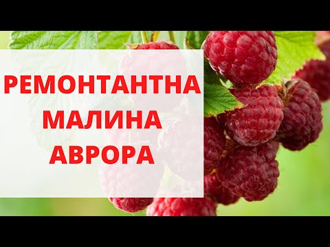 Видео: Ремонтантна малина Аврора | Огляд сорту