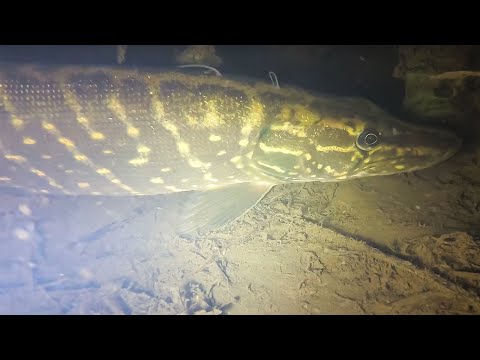 Видео: Переставил камеру. Прозрачная вода и много рыбы.