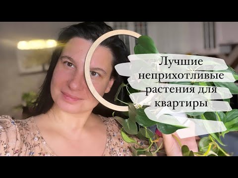 Видео: Неприхотливые растения: самый популярный фил в мире