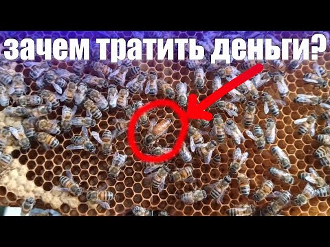 Видео: Пчеловодство для начинающих кто покупает пчелиных маток и зачем? Аборигенная пчела и породные пчёлы