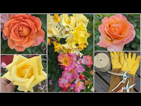 Видео: Кто то просил "кокошник"!🌹 Про Розы, про рекламу, ну и так погулять. 17 июля 2023 г