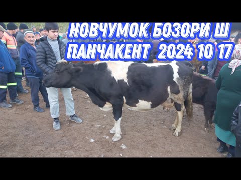 Видео: НОВ ЧУМОК БОЗОРИ Ш ПАНЧАКЕНТ 2024 1017