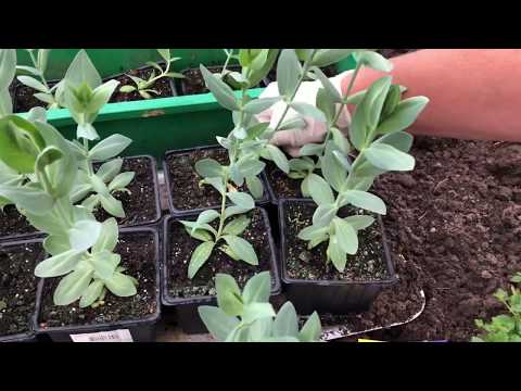Видео: Посадка Эустомы в грунт на ПМЖ.