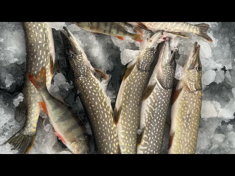 Видео: Первый лед ловля щуки на жерлицы 