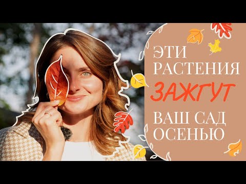 Видео: ЭТИ растения ЗАЖГУТ ваш сад ОСЕНЬЮ