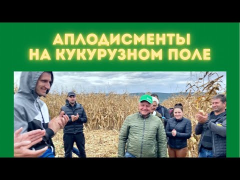 Видео: Кукуруза без инсектицидов, фунгицидов и без обработки почвы