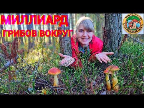 Видео: ГРИБ ИНОСТРАНЕЦ, АГРЕССОР но он вкусен!!! И ЕГО МИЛЛИАРД, БОРОВИК ЗОЛОТИСТЫЙ