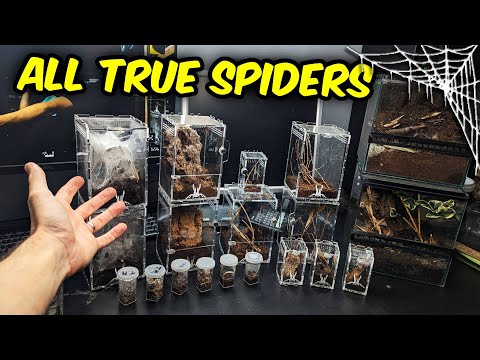 Видео: БЫСТРЫЕ МАЛЕНЬКИЕ ПАУКИ! Все мои НАСТОЯЩИЕ ПАУКИ