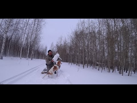 Видео: Супер охота на ЗАЙЦА.Бегает в одно и тоже место!!!!