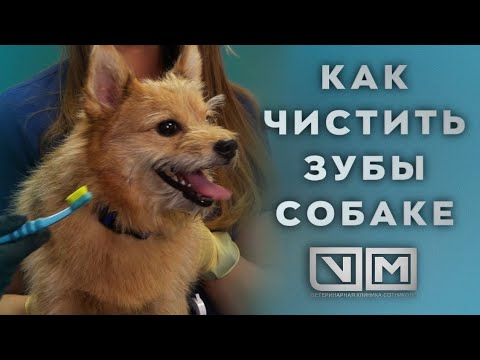 Видео: Как чистить зубы собаке