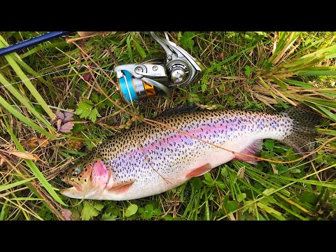 Видео: ОСЕННИЙ ЖОР ФОРЕЛИ НА СУСАМЫРЕ.