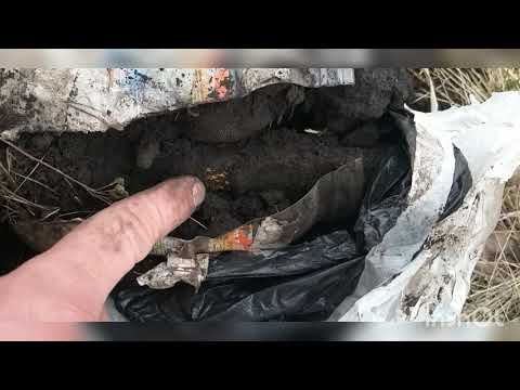 Видео: Воздушная отводка груши. Неудачный результат.