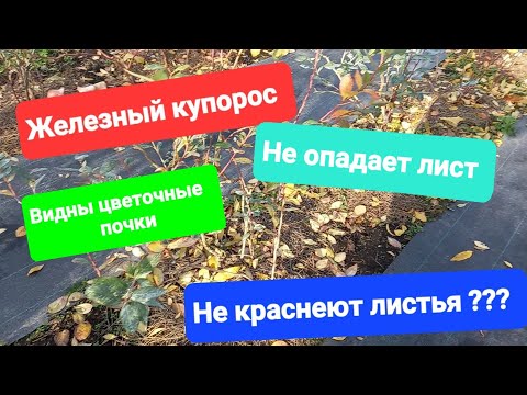 Видео: Осенняя обработка голубики. Не краснеют и не опадают листья...