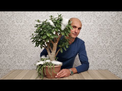 Видео: Как подготовить Крассулу к зимовке? | Толстянка | Денежное дерево