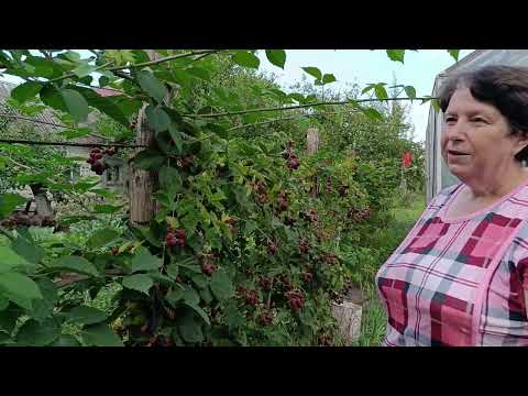 Видео: Привезли кучу г... Залили крыльцо. Делаем новый домик для молодняка. Хвастаем урожаем ежевики)