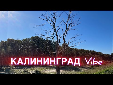 Видео: 🍁Осень в Калининграде 🍂2025🍃Музыкальная пауза🪴🌱Выходные на чили🔥