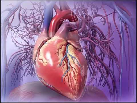 Видео: Работа сердца, сокращение сердца