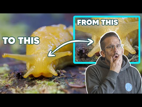 Видео: ВЫСОКОЕ ISO • Кого это волнует? ЭПИЧЕСКОЕ шумоподавление в ACR и Lightroom