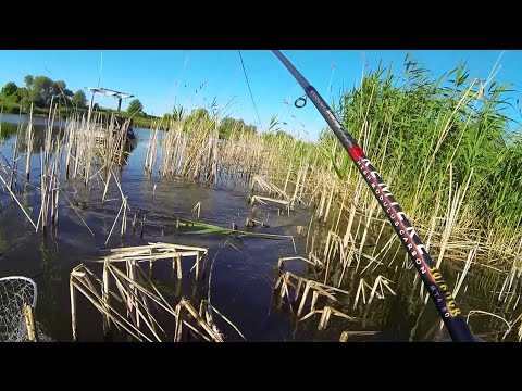 Видео: Ловля карпа на летнюю мормышку c берега. Отчет с рыбалки