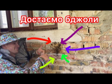 Видео: Достаємо бджоли із стіни