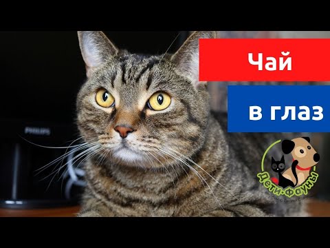 Видео: Можно ли промывать глаза чаем кошке или собаке?