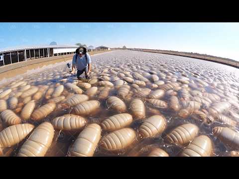 Видео: Так Вот Как Выглядят Эти Животные в Детстве