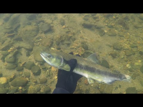 Видео: ПОДВОДНЫЙ ПОИСК РАДУЕТ НАХОДКАМИ / СИЛЫ ПОСЛЕ БОЛЕЗНИ ВОЗВРАЩАЮТСЯ / UNDERWATER SEARCH PLEASES FINDS