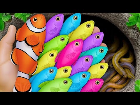 Видео: Поймайте красочных декоративных аквариумных рыбок: маленьких гуппи, золотых рыбок, кои, черепах, ...