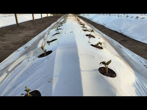 Видео: Высаживаем рассаду клубники в виде фриго класс А из Голландии сорт Фурор открытый грунт!