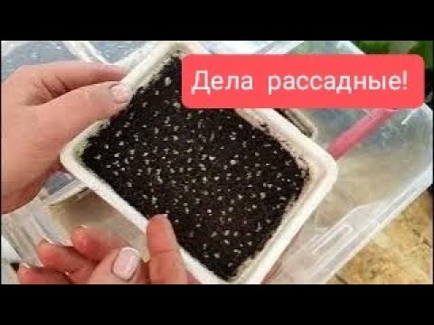Видео: Как я сею петунию.