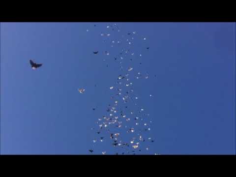 Видео: николаевские голуби Калмыкии 2018г