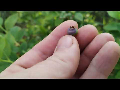 Видео: Голубика. Ягода голубики в конце июня. Долгожданная мульча.