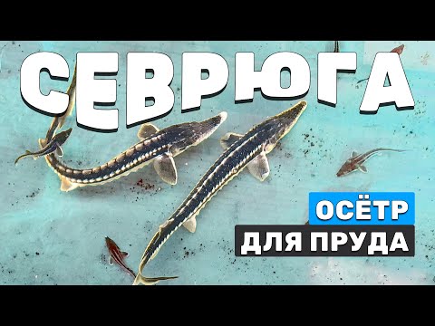 Видео: Севрюга - самый грациозный осётр для пруда. Где обитает, нерест и история осетровой рыбы