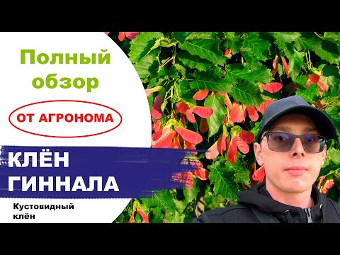 Видео: Клен Гиннала (Ginnala). Обзор от Агронома Егорьевского питомника