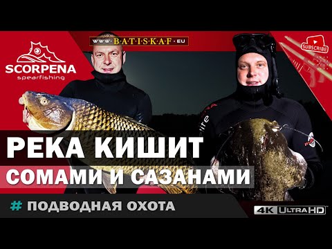 Видео: Дикие места реки кишат трофейными  сомами и сазанами