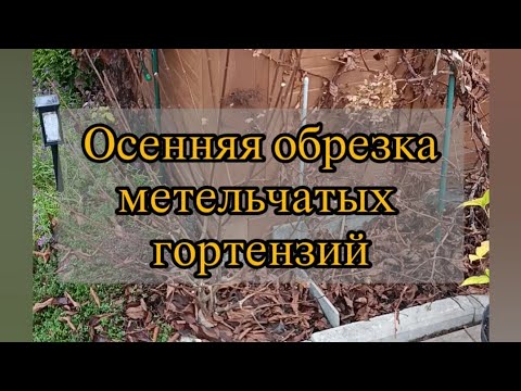 Видео: Осенняя обрезка метельчатых гортензий.