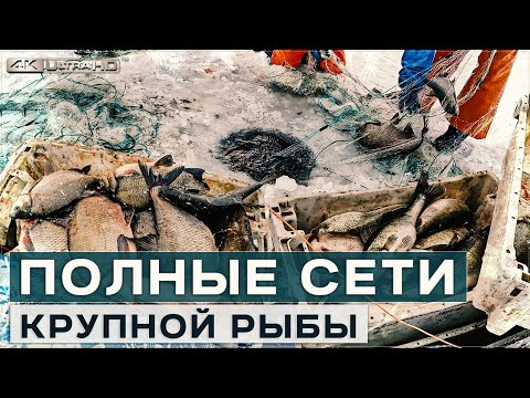 Видео: Полные сети крупной рыбы в Кодавере на Чудском озере