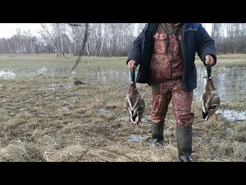 Видео: 25.04.2021. Охота на селезня с подсадной.  В Омской области.