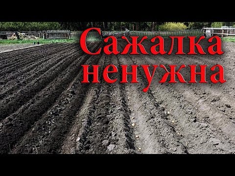 Видео: Как посадить картошку под окучник. Нарезаю, закрываю окучником.