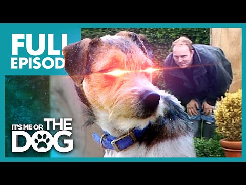 Видео: Терьер-человеконенавистник: Тоби | Полный эпизод | Либо я, либо собака