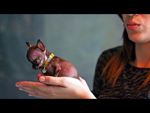 Видео: ТОП 10 - САМЫЕ МАЛЕНЬКИЕ ПОРОДЫ СОБАК