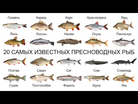 Видео: Топ 20 САМЫХ ИЗВЕСТНЫХ ПРЕСНОВОДНЫХ РЫБ