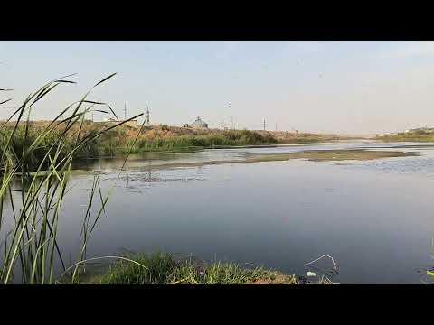 Видео: Рыбалка на Чирчик Дарье в Янгихаяте