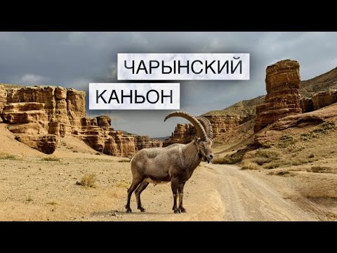 Видео: ✅ А мы снова на Чарын, но в этот раз в разгар Осени, полный обзор 👍#горы #чарынскийканьон 