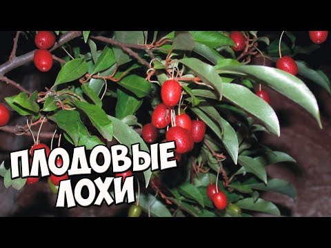 Видео: ПЛОДОВЫЕ ЛОХИ 🌟 Стоит ли выращивать в средней полосе?