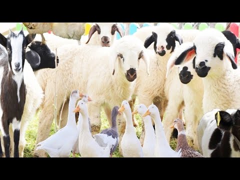 Видео: Забавные животные рассмешат, что едят козы, животные, коровы, овцы, куры, утки, эмбек