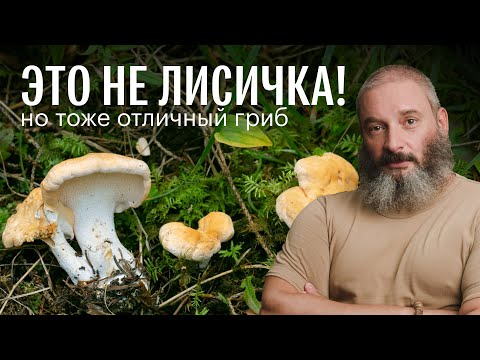 Видео: Ежовик желтый и другие грибы. Валуй — лучшая закуска. Мухомор краснеющий. Михаил Вишневский