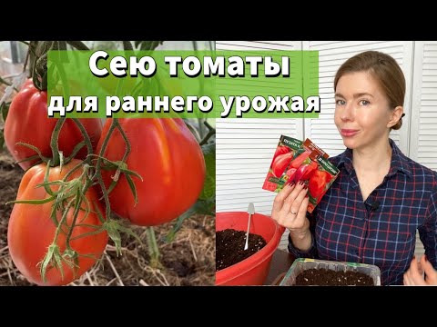 Видео: КОГДА СЕЯТЬ ТОМАТЫ. ПРОВЕРЕННЫЕ СПОСОБЫ ПОСЕВА ТОМАТОВ