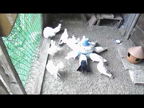 Видео: Монахи 47 рег